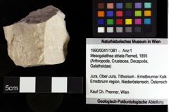 Foto (Objket + Etiketten) von Mesogalathea striata (Remeš, 1895) 